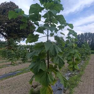 Paulownia en France