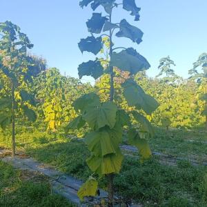 Paulownia en France