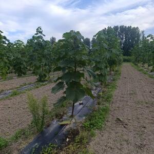 Paulownia en France