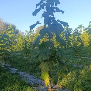 Paulownia en France