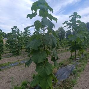 Paulownia en France