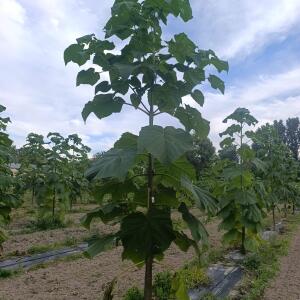 Paulownia en France