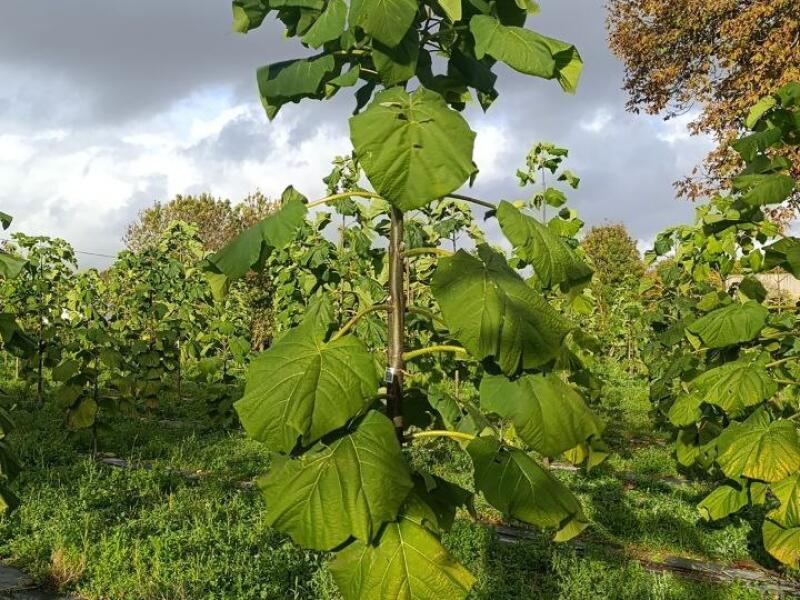 Paulownia en France