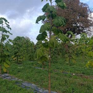 Paulownia en France