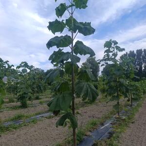 Paulownia en France
