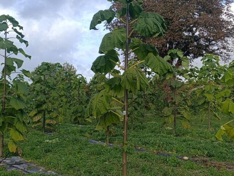 Paulownia en France