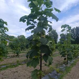 Paulownia en France