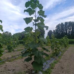Paulownia en France