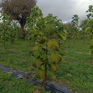 Paulownia en France - 20 October 2025