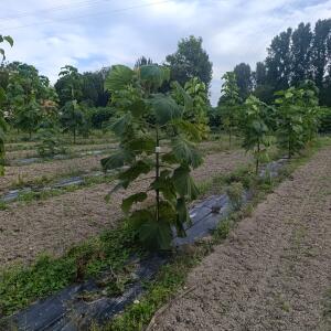 Paulownia en France