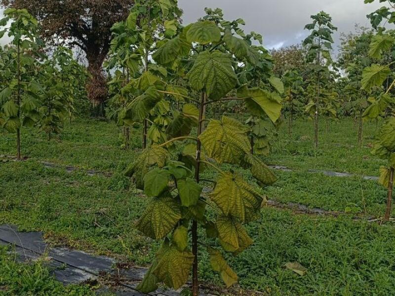 Paulownia en France