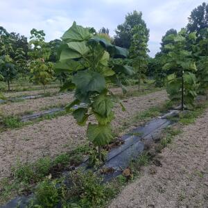 Paulownia en France