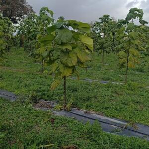 Paulownia en France - 20 October 2025