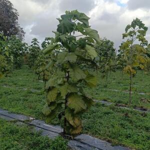 Paulownia en France