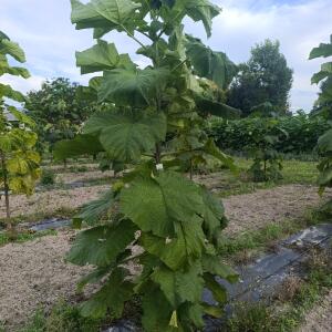 Paulownia en France
