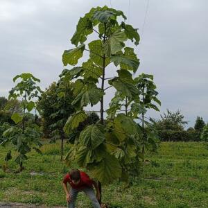 Paulownia en France