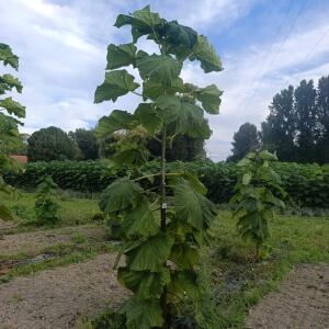 Paulownia en France