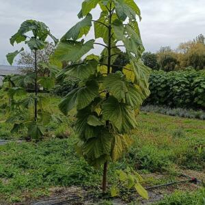 Paulownia en France