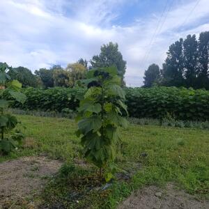 Paulownia en France