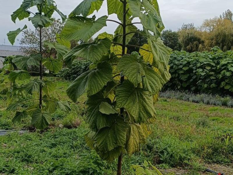 Paulownia en France