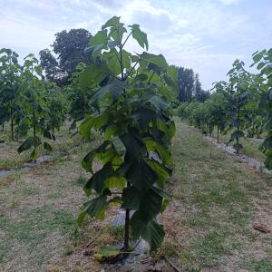 Paulownia en France