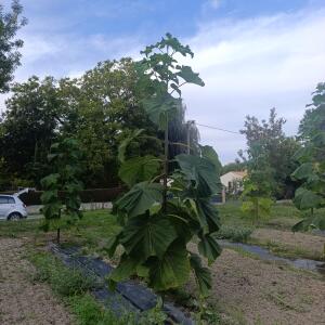 Paulownia en France