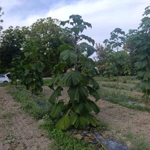Paulownia en France