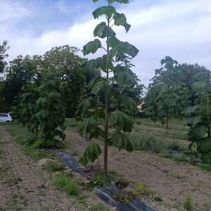 Paulownia en France