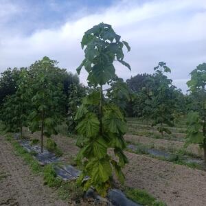 Paulownia en France