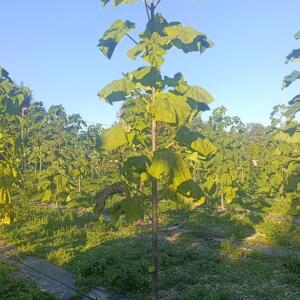 Paulownia en France