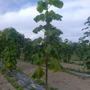 Paulownia en France