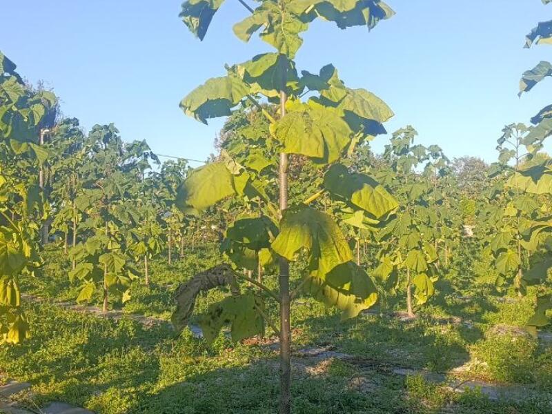 Paulownia en France