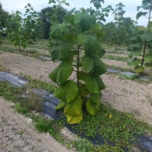 Paulownia en France