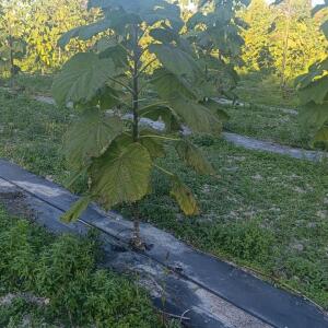 Paulownia en France - 17 October 2025