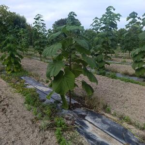 Paulownia en France