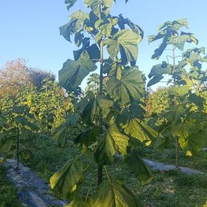 Paulownia en France