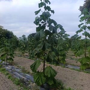 Paulownia en France