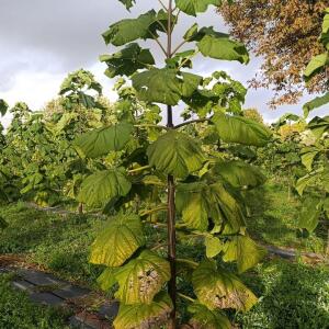 Paulownia en France