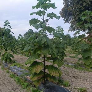 Paulownia en France