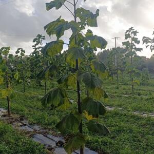 Paulownia en France