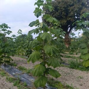Paulownia en France
