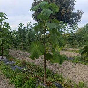 Paulownia en France