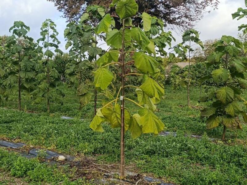 Paulownia en France