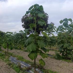 Paulownia en France