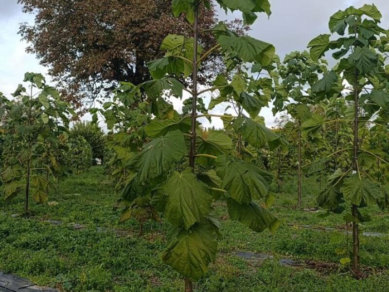Paulownia en France
