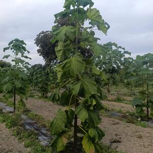 Paulownia en France