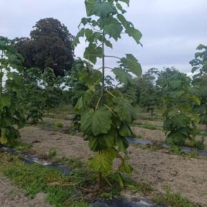 Paulownia en France