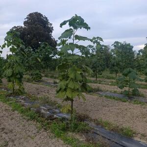Paulownia en France