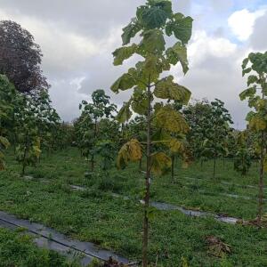Paulownia en France
