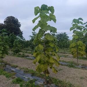 Paulownia en France